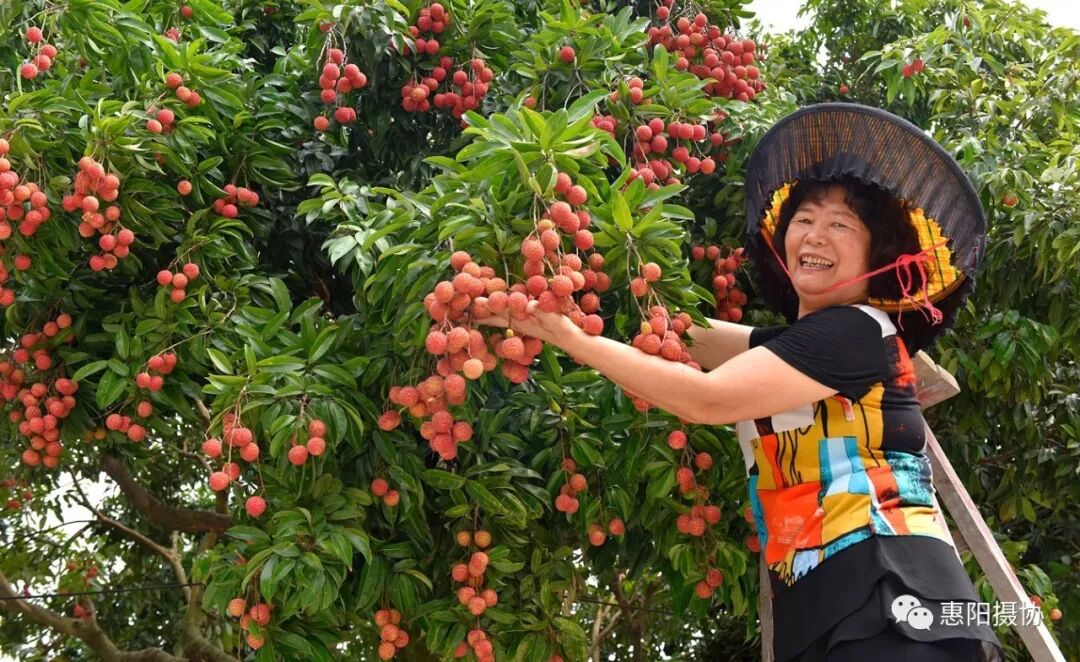 "国瑞镇隆荔枝小镇"摄影大赛获奖名单