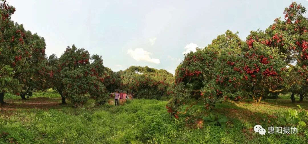 "国瑞镇隆荔枝小镇"摄影大赛获奖名单