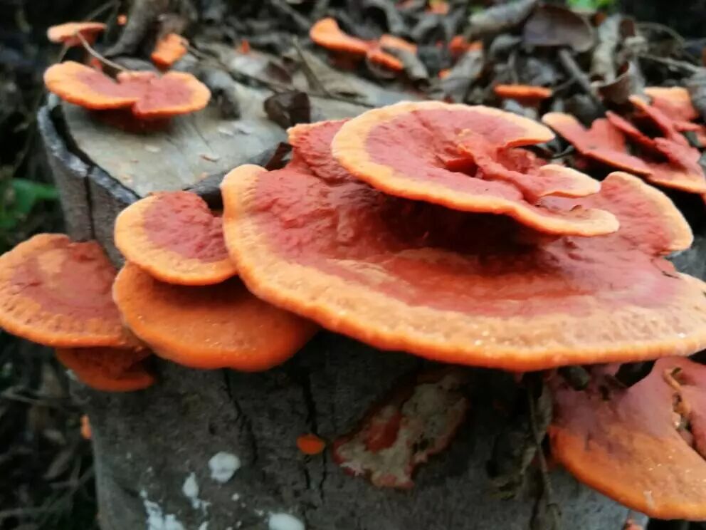 灵芝到底有多“灵”？