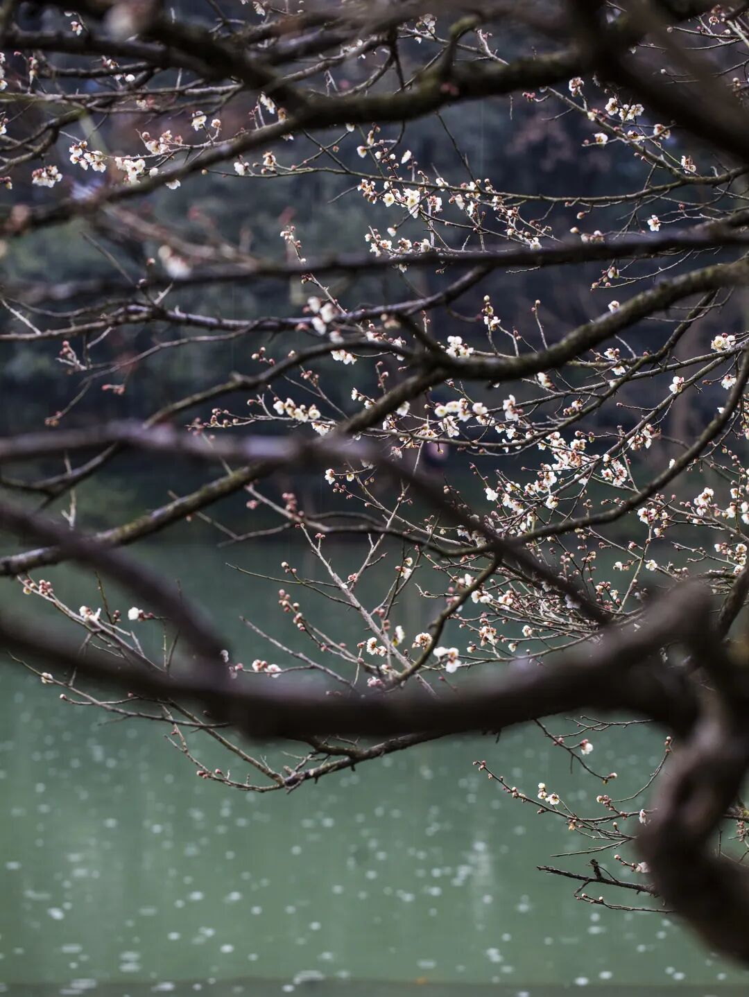 梅花几月份开花？关于梅花的绝美诗词文案一览