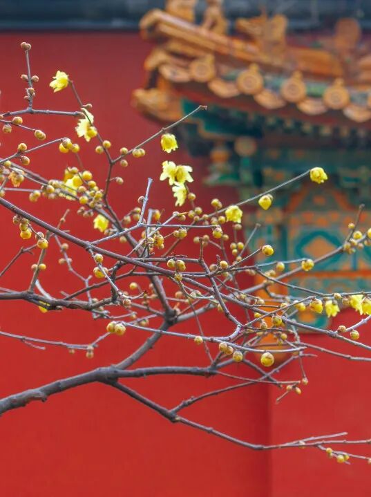 梅花几月份开花？关于梅花的绝美诗词文案一览