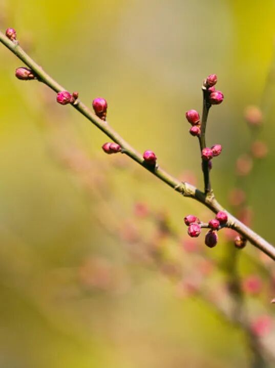 梅花几月份开花？关于梅花的绝美诗词文案一览