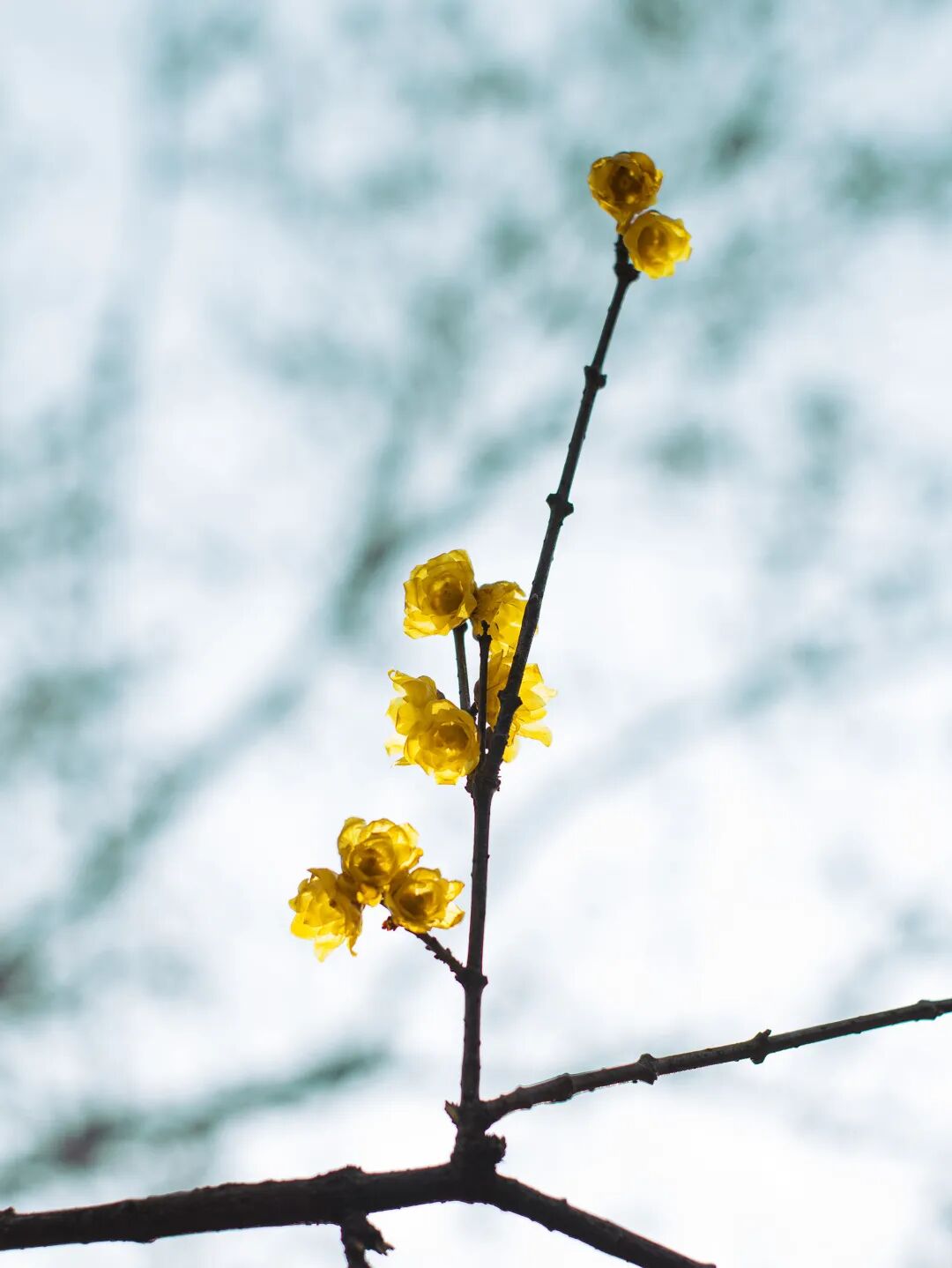 梅花几月份开花？关于梅花的绝美诗词文案一览