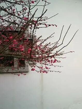 梅花几月份开花？关于梅花的绝美诗词文案一览