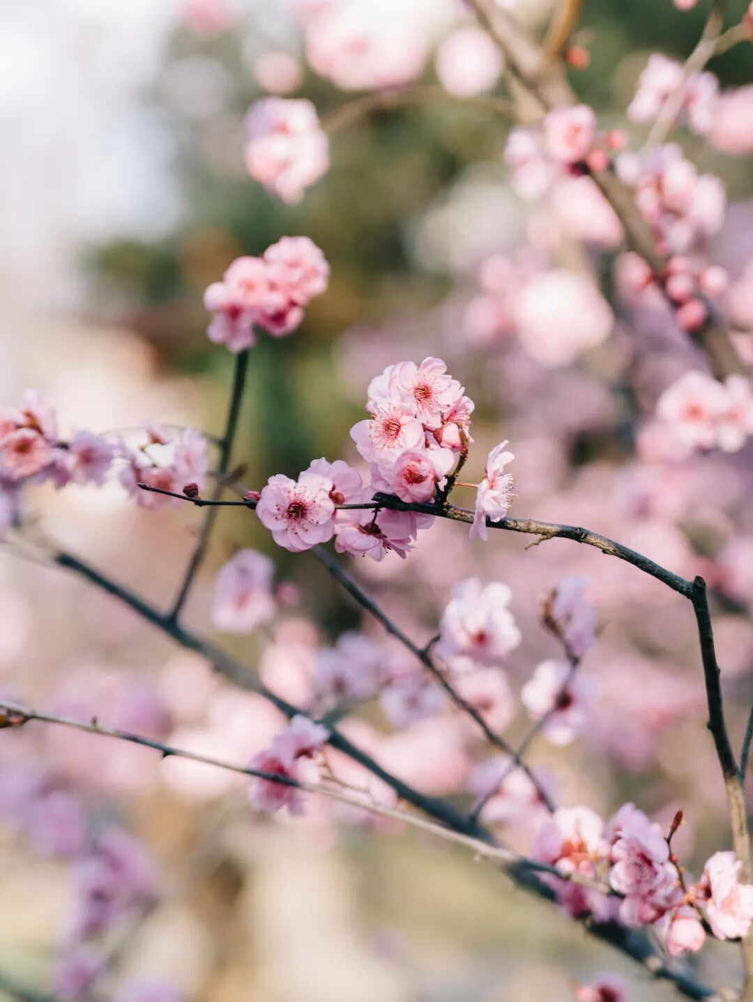 梅花几月份开花？关于梅花的绝美诗词文案一览