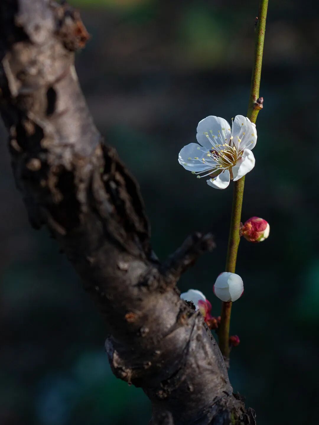 梅花几月份开花？关于梅花的绝美诗词文案一览