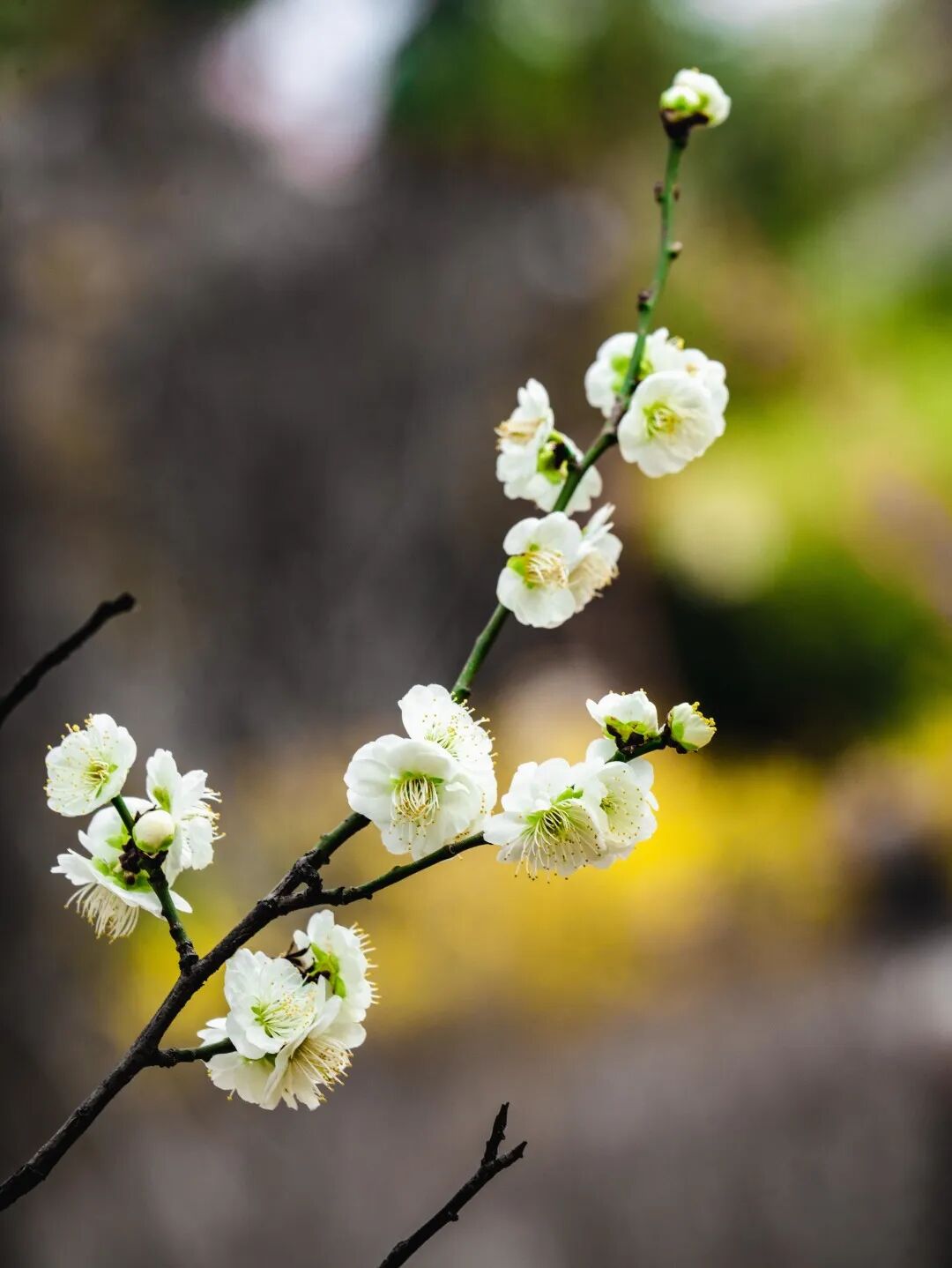 梅花几月份开花？关于梅花的绝美诗词文案一览