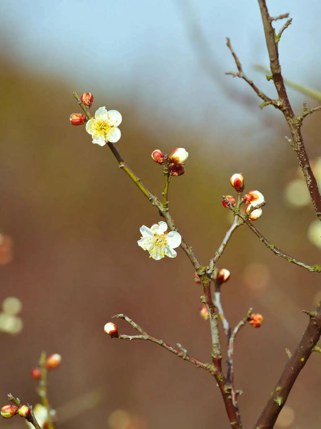 梅花几月份开花？关于梅花的绝美诗词文案一览