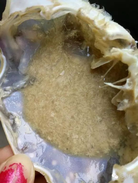 蛆虫蠕动,恶心至极!