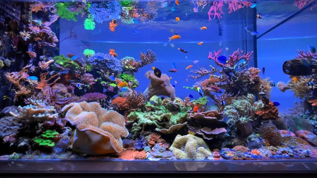 8 Types of Ornamental Fish Tanks: Find Your Perfect Aquatic World ...
