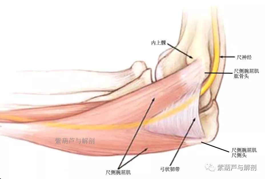 肘管 肘尺管 应用解剖 紫葫芦与解剖 微信公众号文章阅读 Wemp