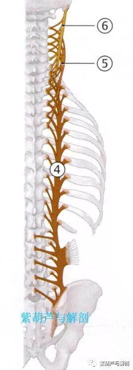 解剖 背部相关肌肉 含内肌 微创针刀与精细解剖 微信公众号文章阅读 Wemp