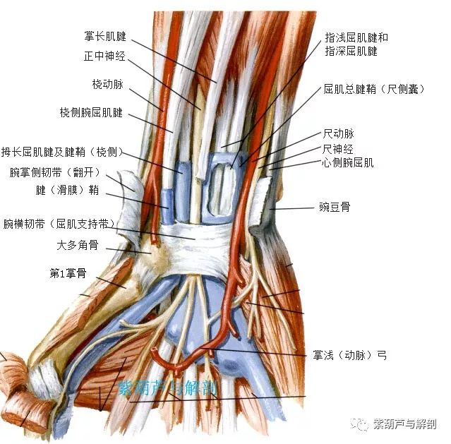 腕管综合征 正中神经卡压 紫葫芦与解剖 微信公众号文章阅读 Wemp