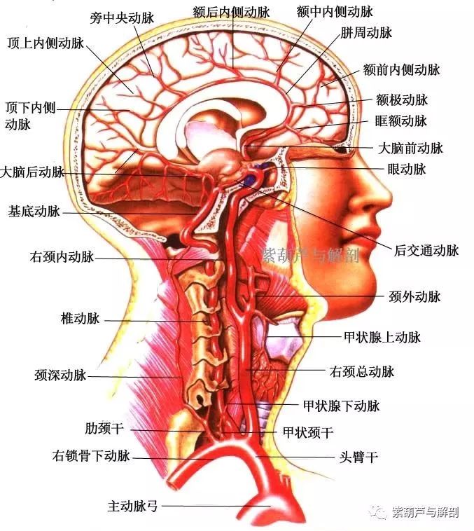 解剖 头部的血管及分支 动脉 善瑞堂 微信公众号文章阅读 Wemp