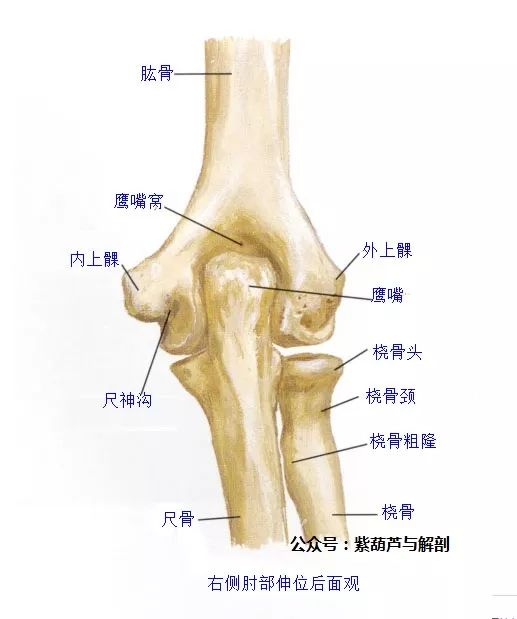 肩胛骨视频 肩 肘 手 胸廓骨骼解剖 自由微信 Freewechat