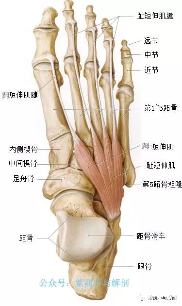 视频 小腿 足部肌肉基础解剖 液针刀骨伤医学研究院 微信公众号文章阅读 Wemp
