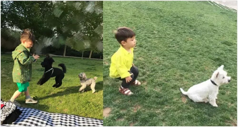 萌娃和寵物如何和諧相處？霍思燕告知你答案！ 寵物 第5張