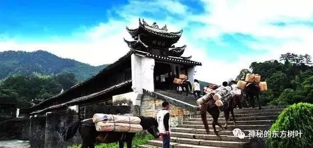 《黑茶，一片树叶的故事》！！！