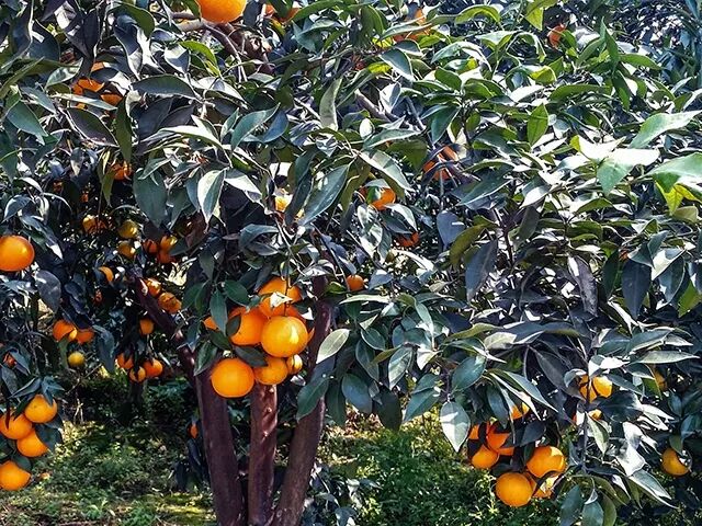 它被稱為 柑橘皇后 皮薄薄的 肉嫩嫩的 像果凍一樣嫩滑 世紀曆史 微文庫