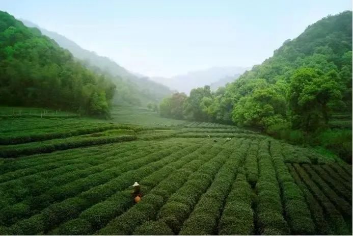 喝到这杯，才是真春天！来自西湖狮峰山的龙井，核心产区鲜爽馥郁，一口难忘  第9张