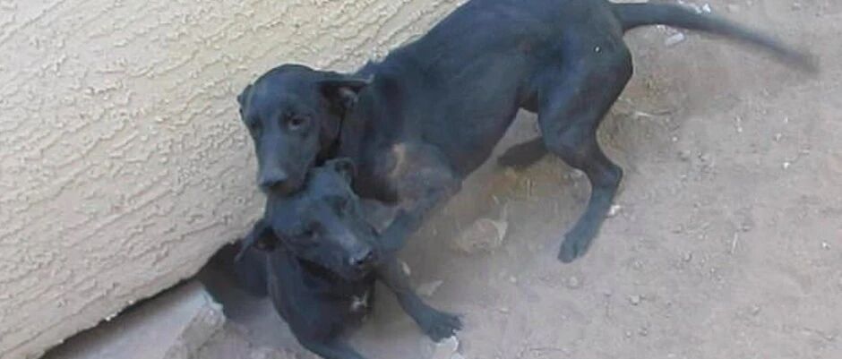 狗妈和孩子被困在拆迁房下，狗爸机智向人求助，一家子全部获救！