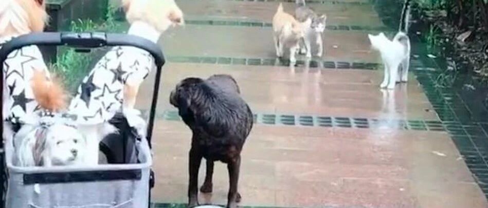 一只被遗弃的狗狗，再遇狠心前主人，依然会激动摇尾巴，太心疼它