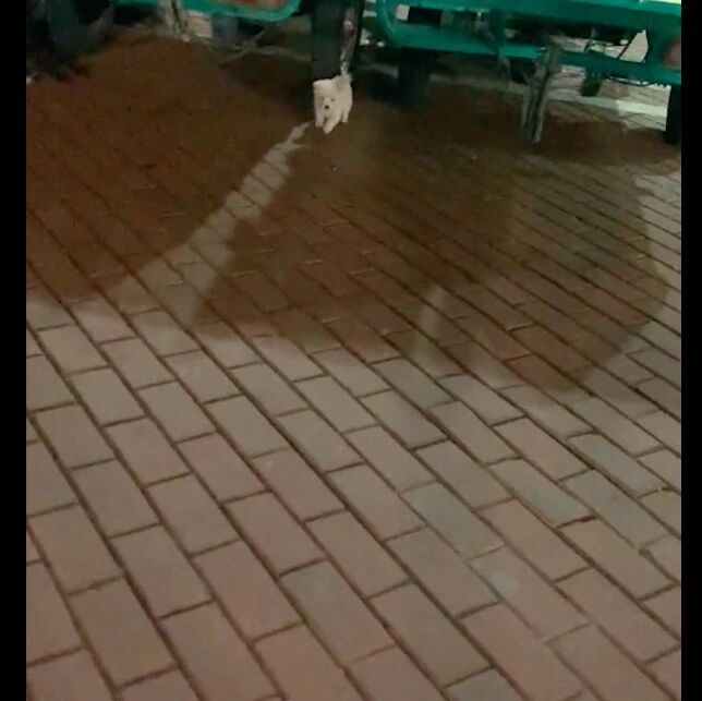 网友救了只受伤小狗，归还工人后却被遗弃，还被人污蔑是自导自演