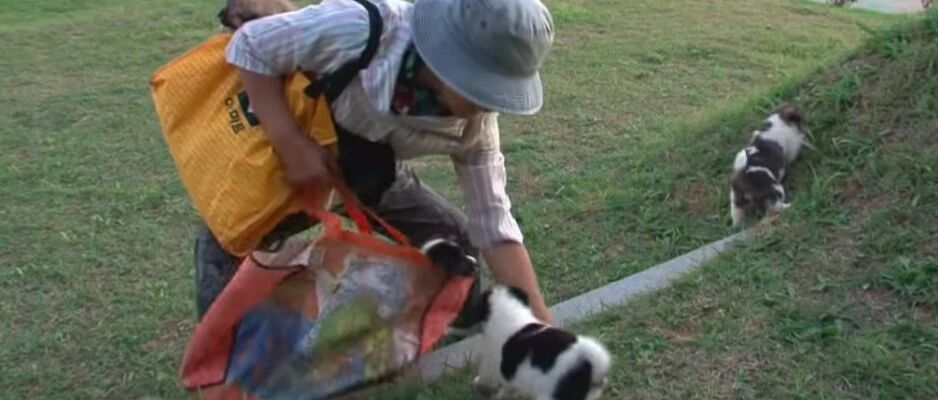 老奶奶每天带6只小狗去墓地，坚持了一个月，了解真相后让人钦佩