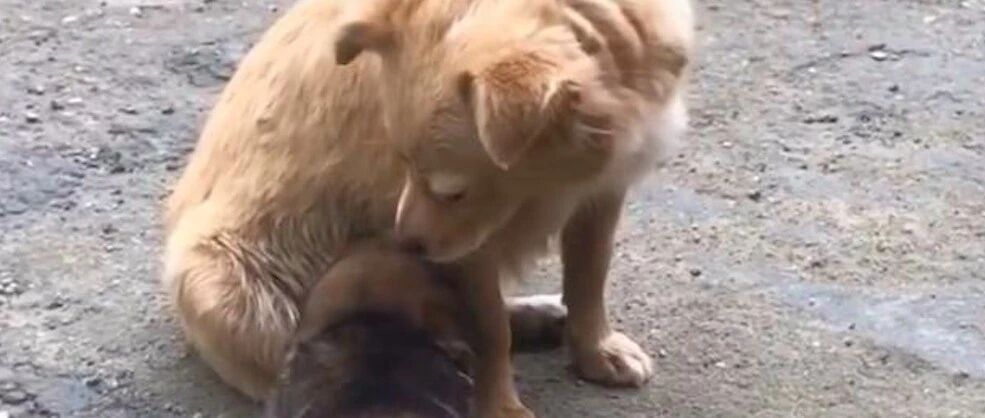 流浪狗妈妈亲自将小狗送养，看到有人出来就默默离开，母性的光辉