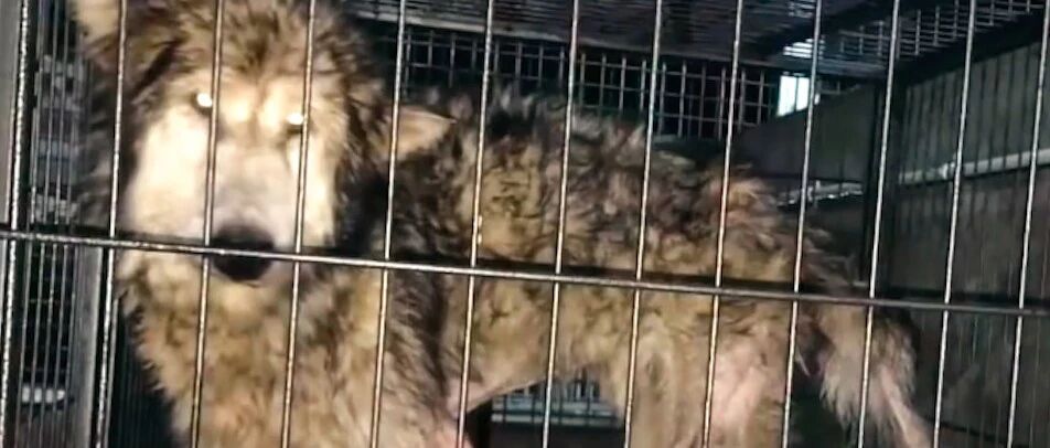主人嫌雪橇犬调皮拆家，不送走反而关笼子里变相虐待，做法太奇葩