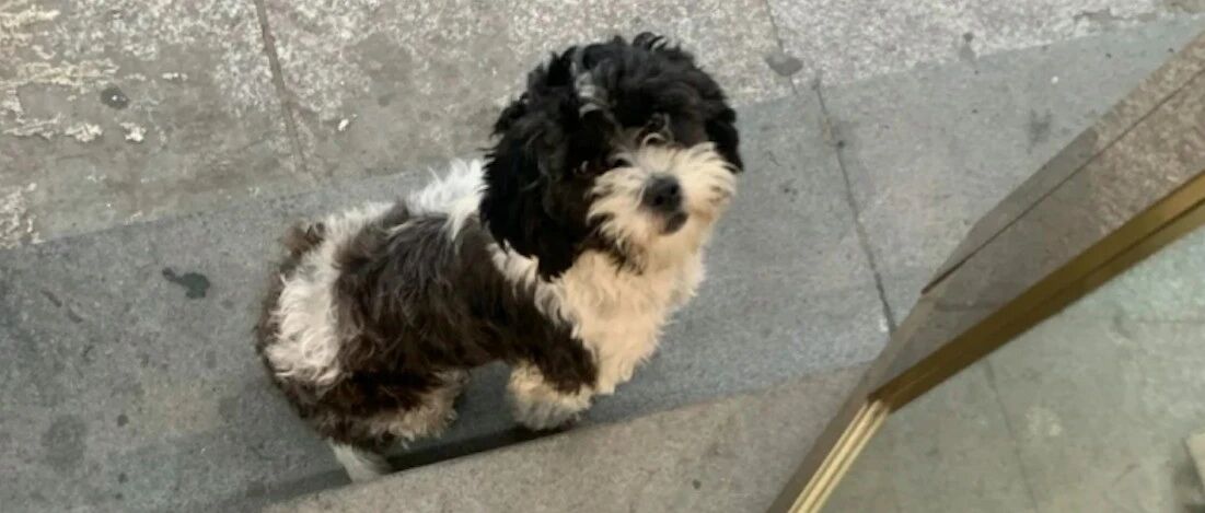 流浪泰迪为了能被收养，天天帮女子看店门，还叫来兄弟一起把守！