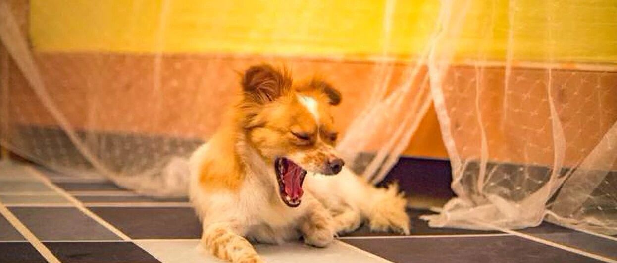 狗狗走丢4天后自己回了家，背上还多张纸条，主人看了想哭又想笑