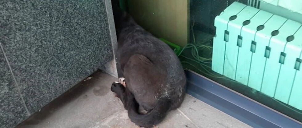 ​狗狗捡吃掉在地上的鸡排，却被踢了一脚，它吓得躲进墙角不肯出来