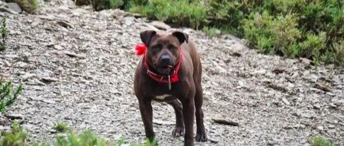 被虐待的狗逃到山上躲着，登山员历时5个月和它相处，终将它解救