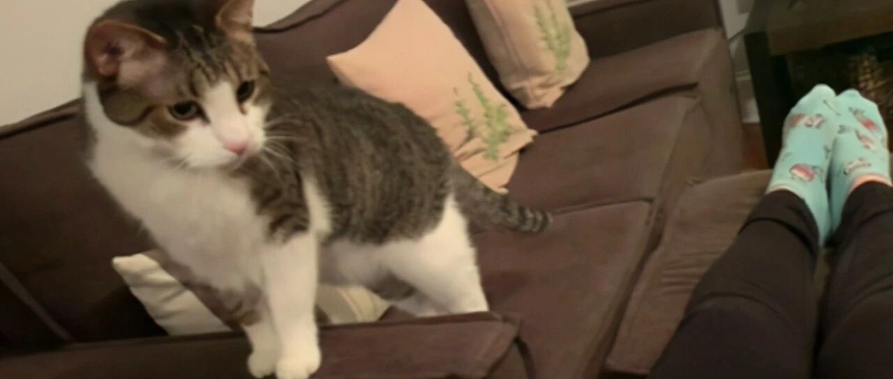 脾气古怪的猫，在女主怀孕后态度有了180度转变，代替了爸爸位置