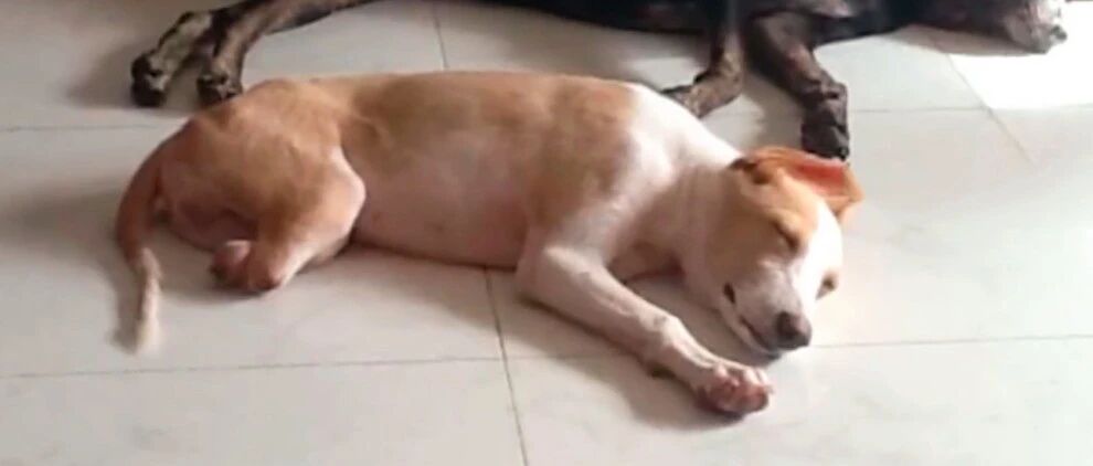 性格温柔从不凶人的流浪狗，被人砍断双腿扔路边，见人仍在摇尾巴