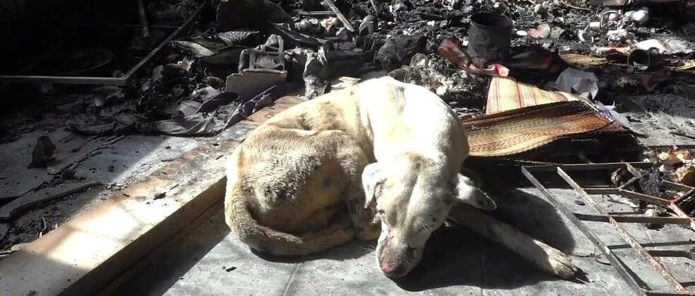 因意外老奶奶去世，狗狗也身受重伤，但它仍守在废墟中等主人回家