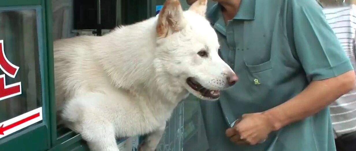 狗狗主动帮主人卖票，没想到它还是个商业奇才，招揽客人成为网红