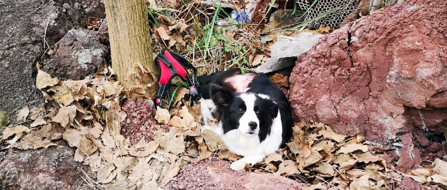 边牧被人拴在荒山的树上，周围没水没食物，只能在原地等着被饿死