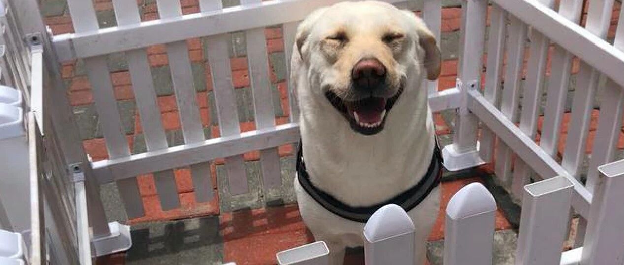 拉布拉多只要发抖就会下雨，甚至比天气预报还准，原因却让人心疼