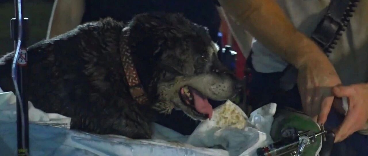 狗狗被困排水管中，挖开马路又切水管耗时10小时，只因它是个生命