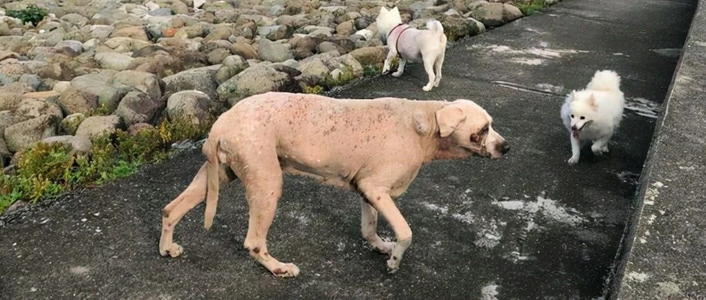 拉布拉多将被安乐死，主人带它最后一次去看海，19年回忆历历在目