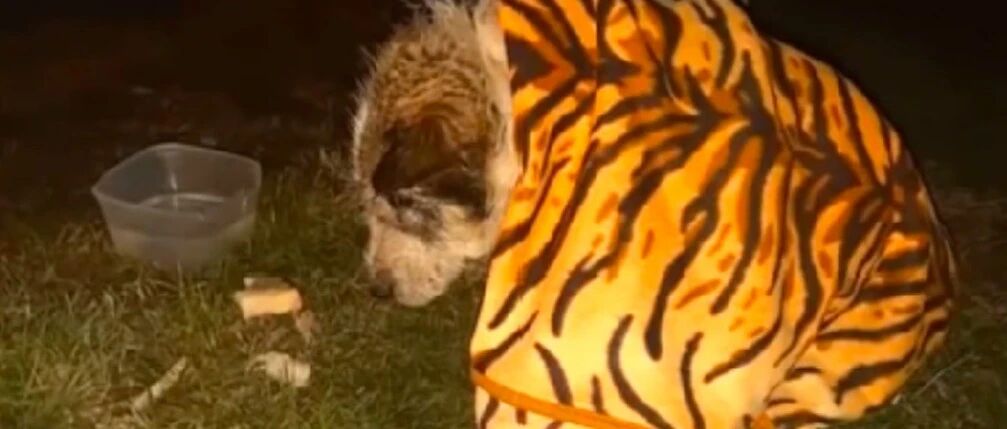 狗狗半夜坐马路中间，以为出了车祸，而检查结果却让人意外又愤怒