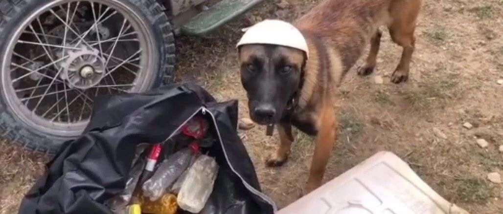 狗狗跟主人去西藏，竟爱上在无人区捡垃圾，比人还有素质的环保狗