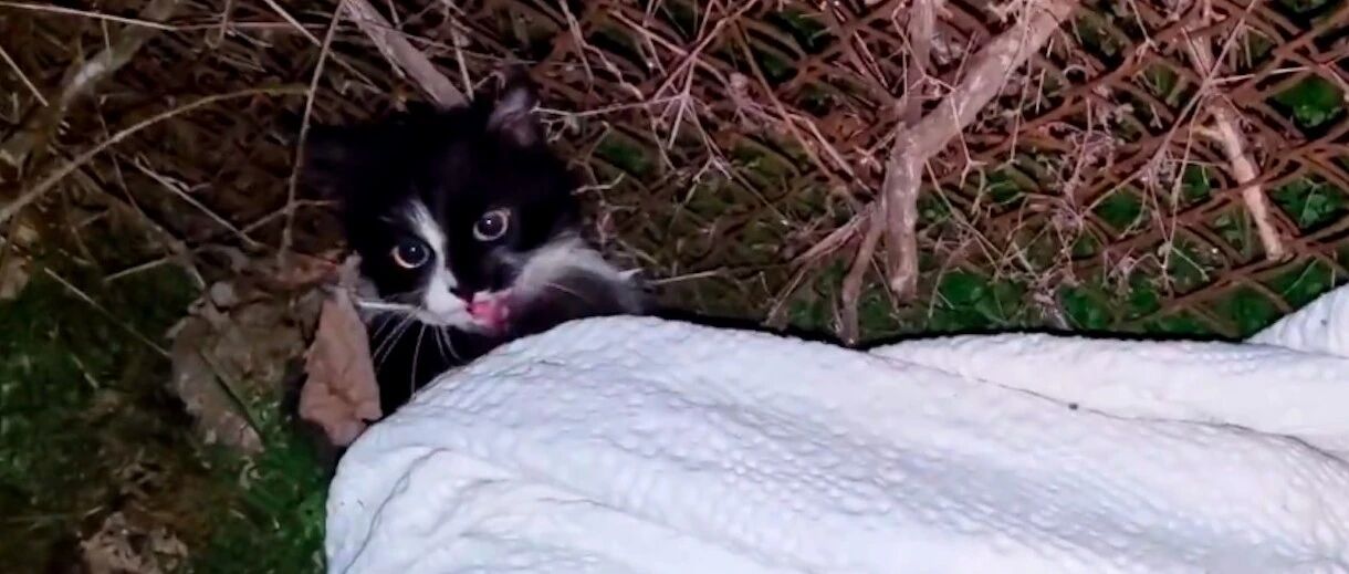 对流浪猫辛辛苦苦取得的信任，却在一夜之间崩塌，男子心疼又愤怒