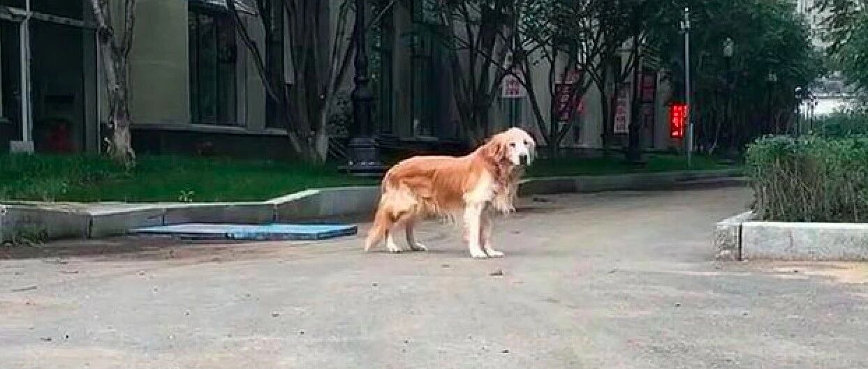 一只19岁的金毛，眼不花耳不聋还能散步，而长寿原因听起来很简单