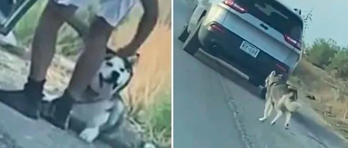 哈士奇被主人遗弃在路边，它追着车狂奔数公里，结局让人大快人心
