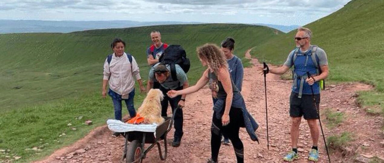 狗狗患上绝症，主人带它爬最后一次山，婉拒路人帮助理由让人泪奔