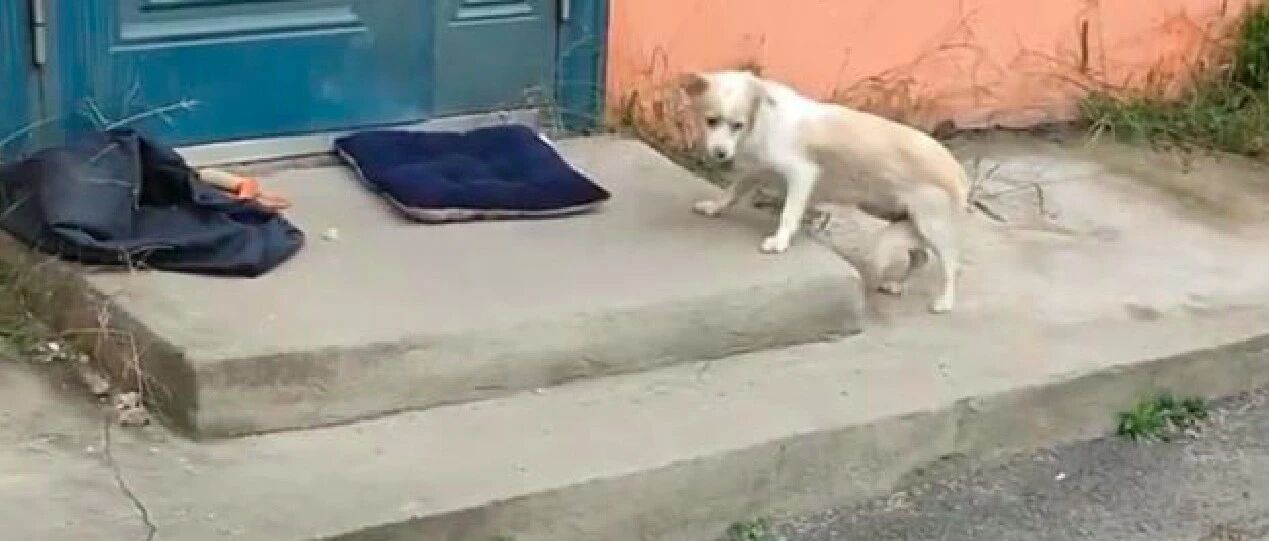 流浪狗把一个破袋子视为珍宝，原因让人感叹不值得，实在太傻了！