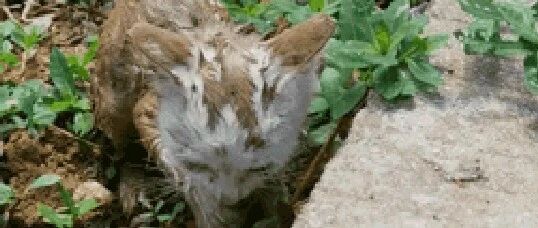 战士支援洪灾时救了只小猫，它跟着大伙一起训练督查，逆袭成军猫